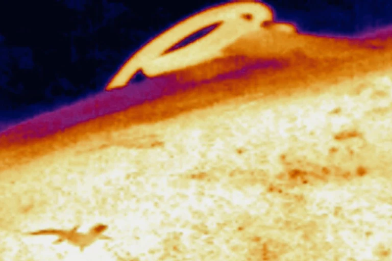 Thermal video image of skink attacking a snake