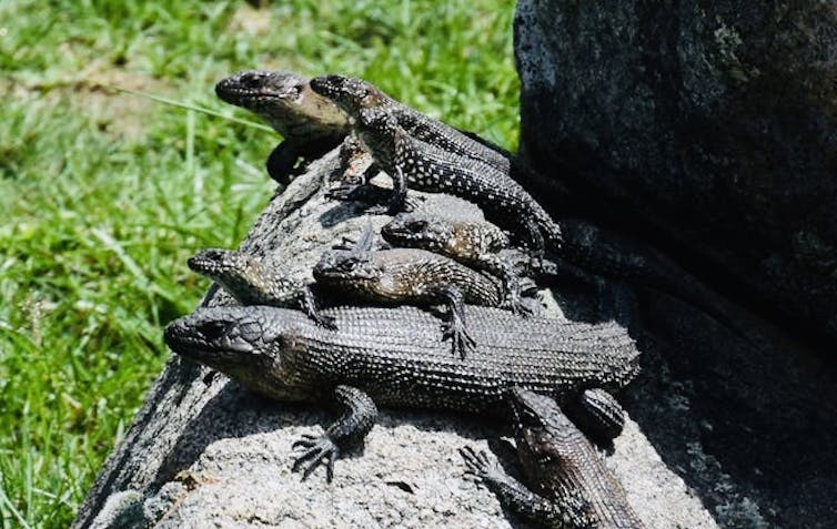 Adult and young skinks sun-baking together