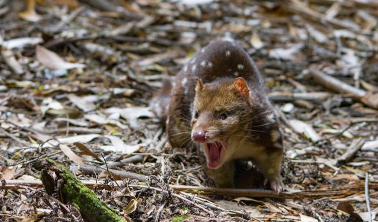 Spotted tail quoll