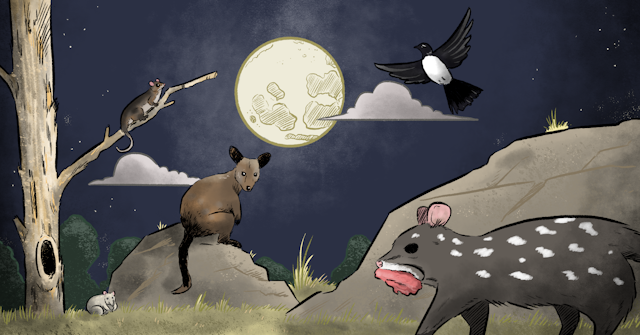 Illustration of a common ringtail possum, long-nosed potoroo, brush-tailed rock wallaby, willie wagtail and stalking eastern quoll illuminated by the moon.