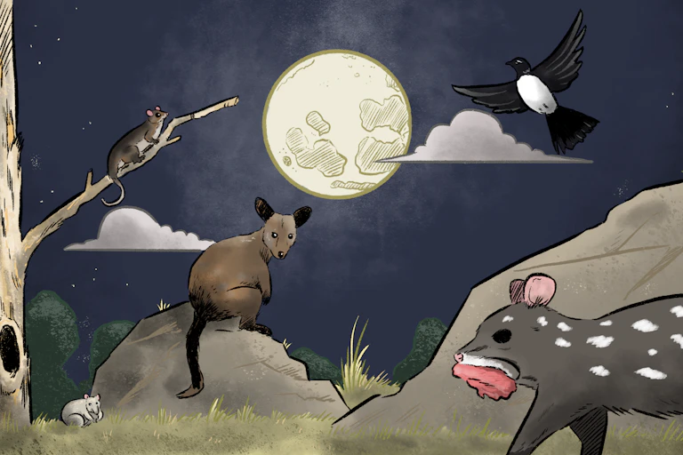 Illustration of a common ringtail possum, long-nosed potoroo, brush-tailed rock wallaby, willie wagtail and stalking eastern quoll illuminated by the moon.