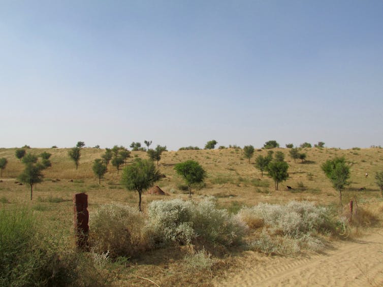 La forêt dite « épineuse du désert