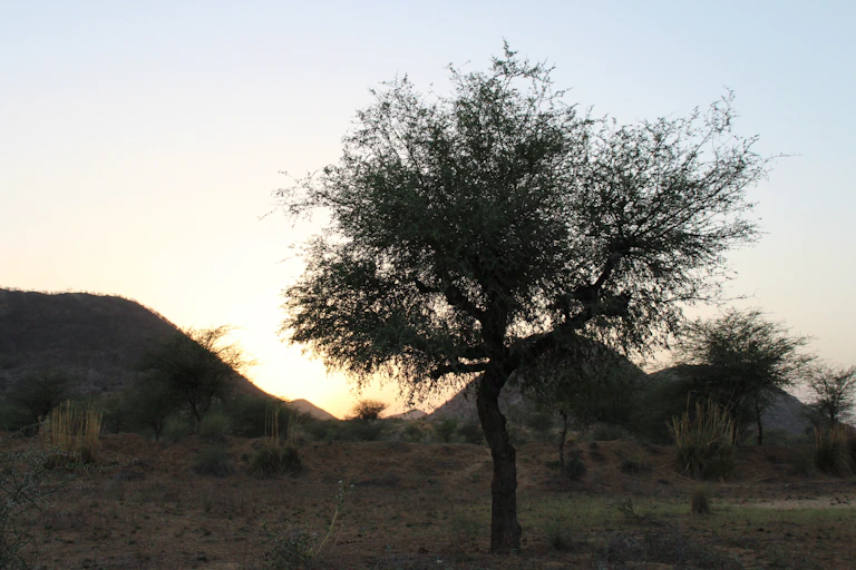 Le Khejri, Prosopis cinerari