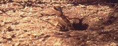 A dully-coloured lizard emerges from a hole in the ground
