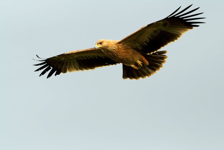 A spanish eagle soars in the sky.