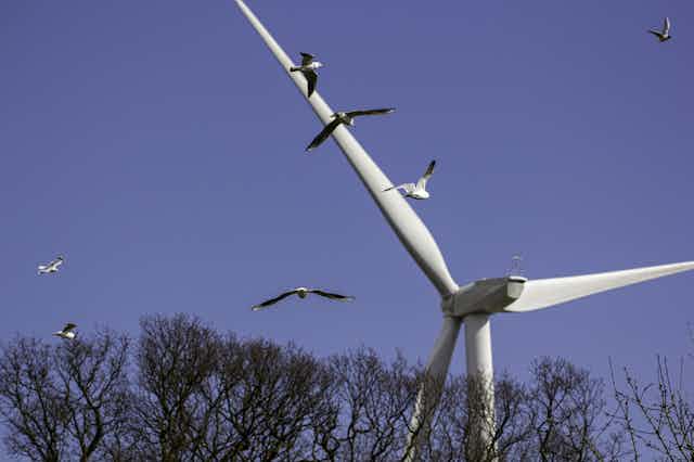 Birds fly towards a wind turbine.