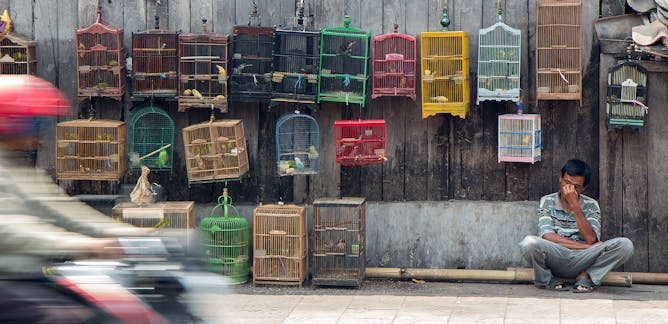 Orchids Berita Riset Dan Analisis The Conversation Laman 1