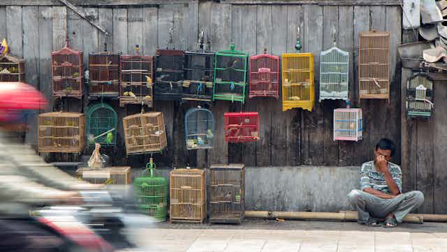 Birds in small cages for sale.