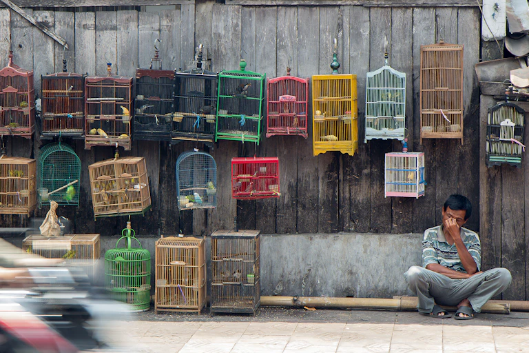 Birds in small cages for sale.