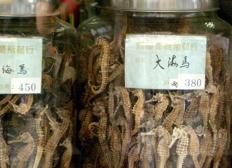 A jar full of dried seahorses.