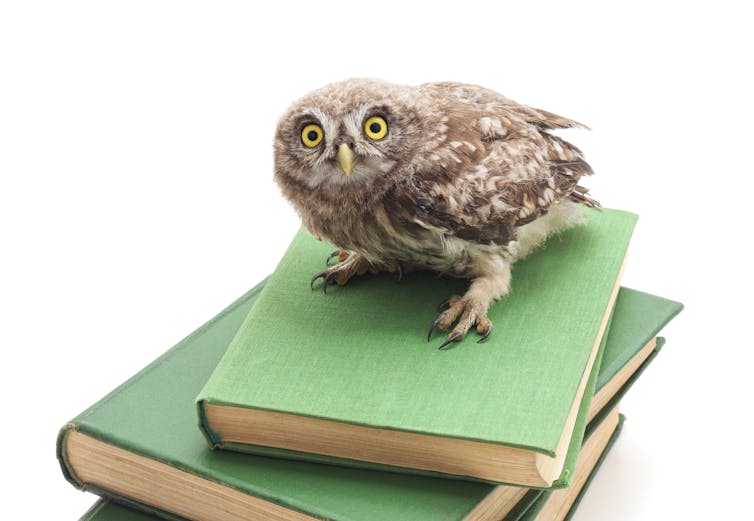 An owl perches atop a book stack.