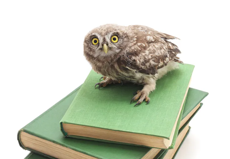 An owl perches atop a book stack.
