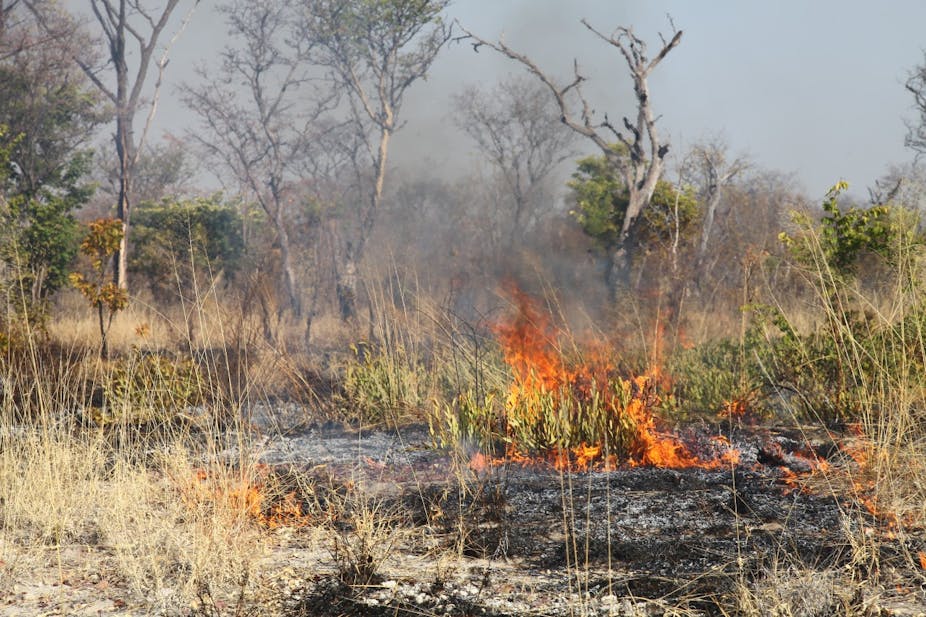A dry veld scene with a fire burning the grass and plants, leaving the earth blackened.