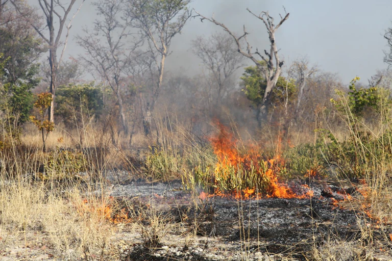 A dry veld scene with a fire burning the grass and plants, leaving the earth blackened.