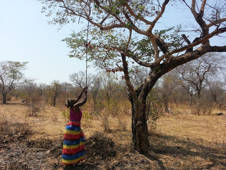 A woman wearing a brightly-coloured striped traditional skirt uses a long thin stick to tug at a branch of a tree in the veld.