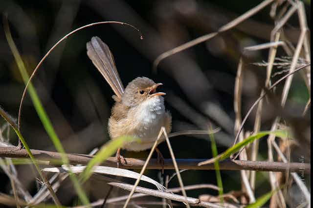 Female fairywren singing
