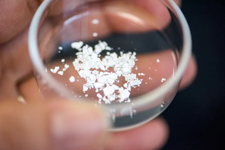 A transparent petri dish containing the silica-encased vaccine in white powder form.