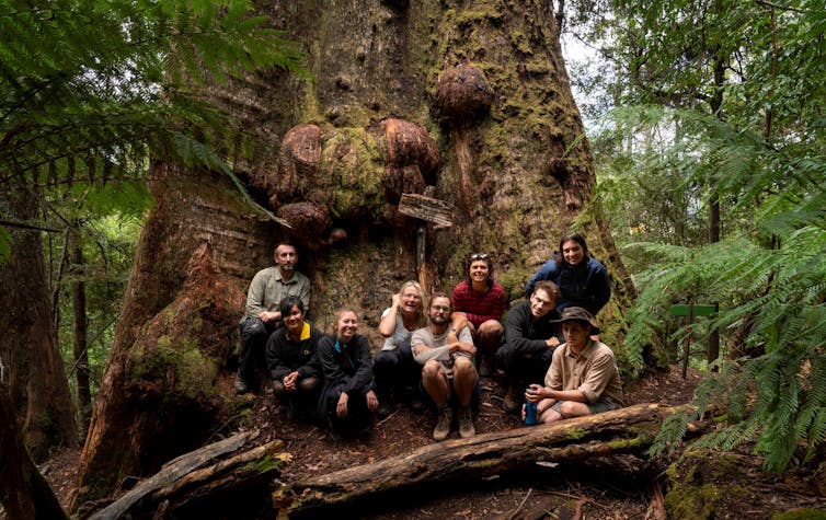 Nine people sit across the trunk of an enormous tree.