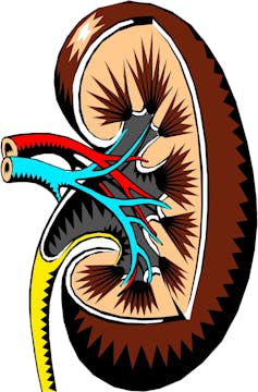 Cross-sectional illustration of a human kidney