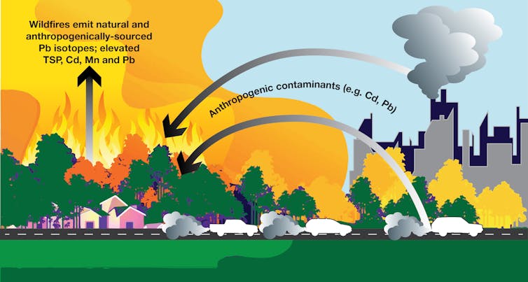 An infographic showing how forests soak up pollutants and then release them in fires.
