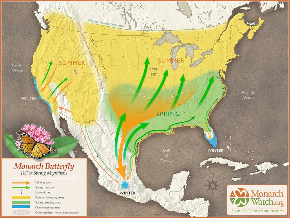 Monarch butterflies' spectacular migration is at risk – an