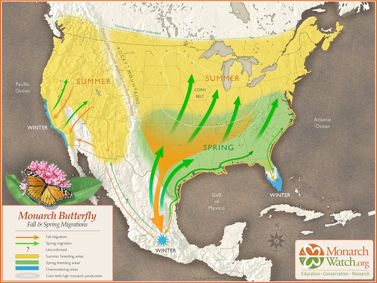 Map of North America showing monarch migration routes.