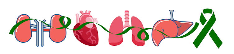 Illustration of kidneys, heart, lungs and liver with a green ribbon, symbol for organ donation support