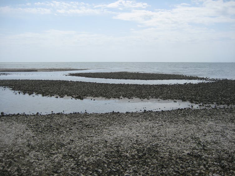 An image of an uncovered oyster reef at low tide.