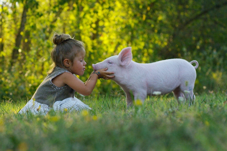 Una niña acaricia y besa a un lechón en un prado verde,