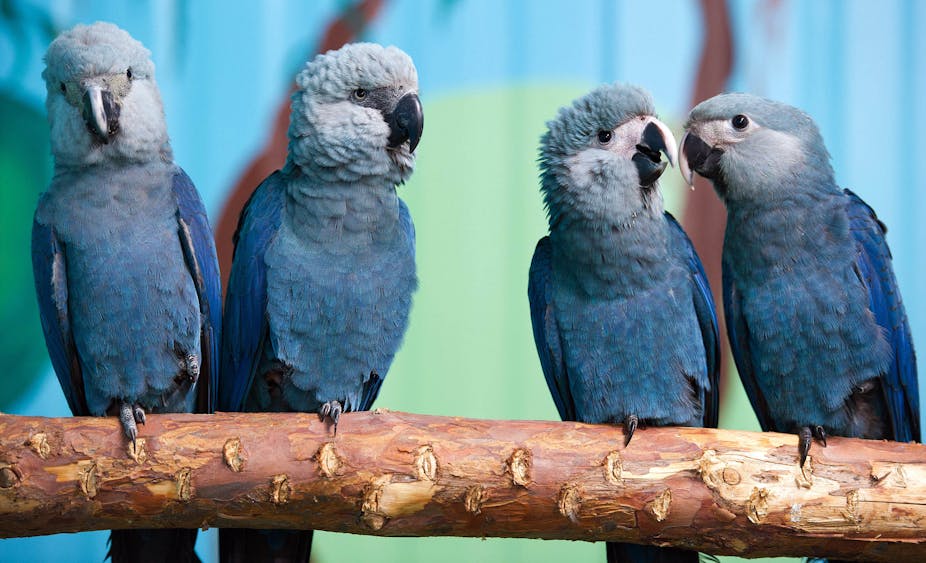 Blue macaws, extinct in the wild