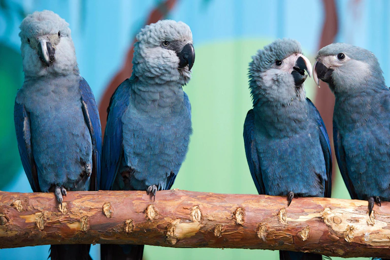 Blue macaws, extinct in the wild