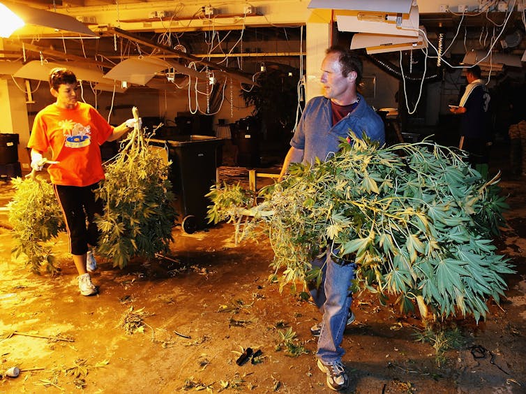 man and woman carrying marijuana plants indoors