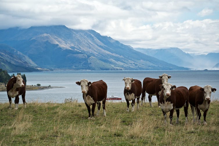 Some cattle at a farm in New Zealand