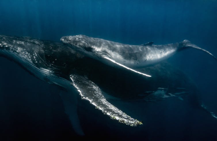 A mother humpback whale underwater with her calf.