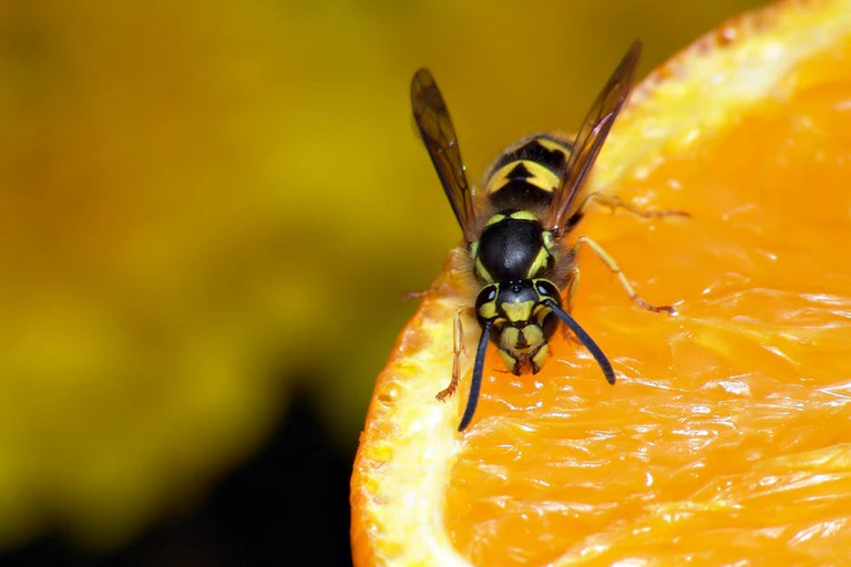 Une guêpe sur une orange.