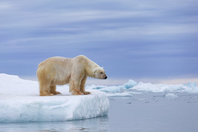 A polar bear on an ice floe