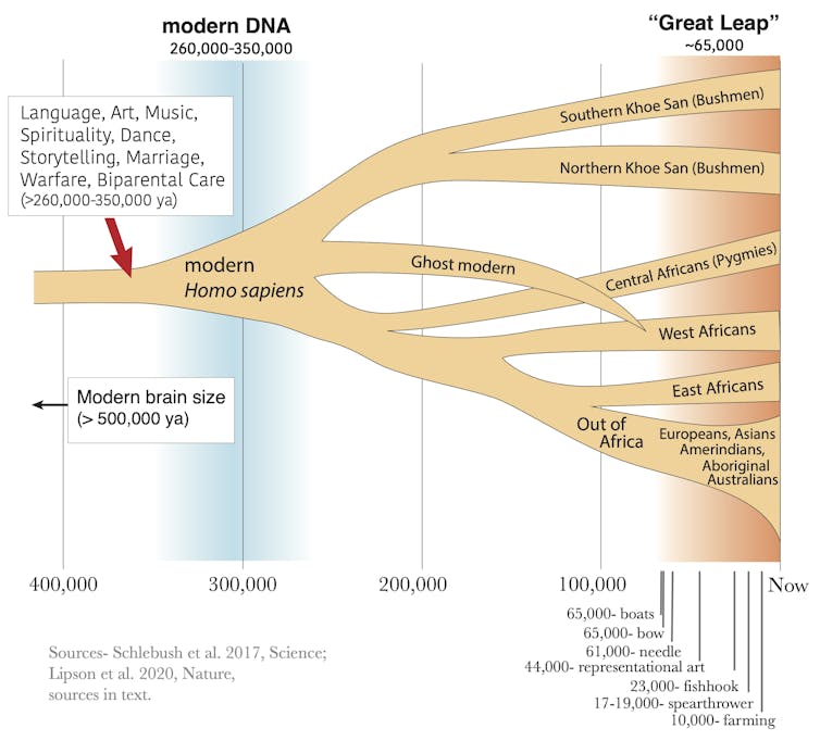 Tree diagram showing human evolution.