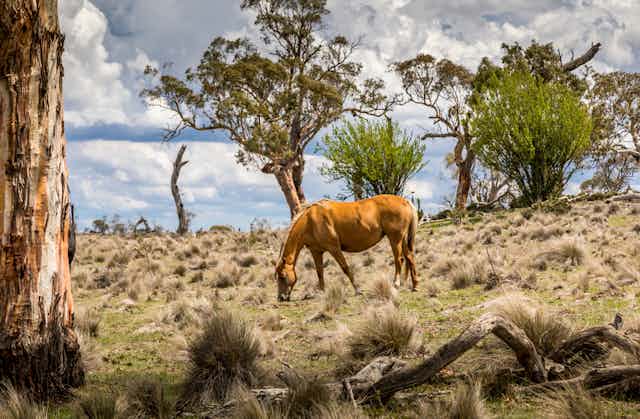 A brumby grazes in the wild on a cloudy summer day.
