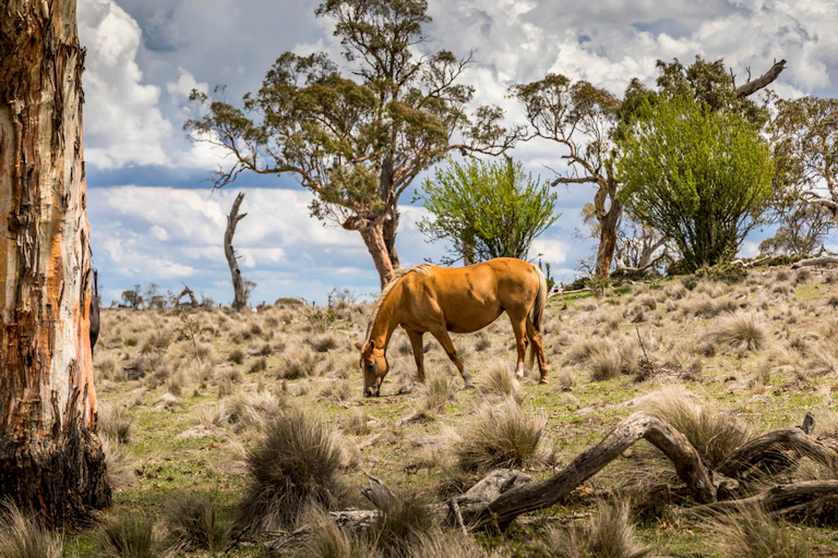 A brumby grazes in the wild on a cloudy summer day.