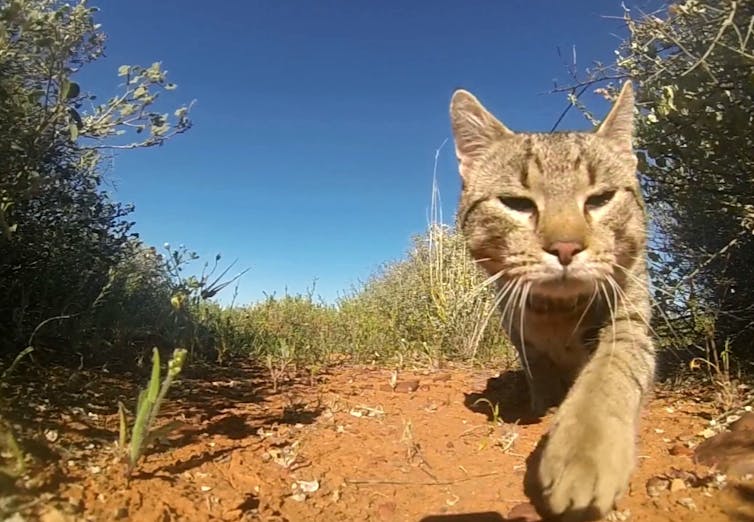 A prowling ginger cat in the wild.