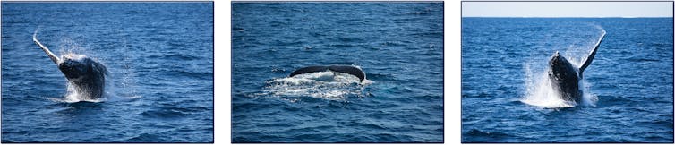 Two images of a humpback whale breaching the water and one of a whale tail raised above the water.