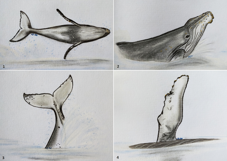 Four drawings of a humpback whale.