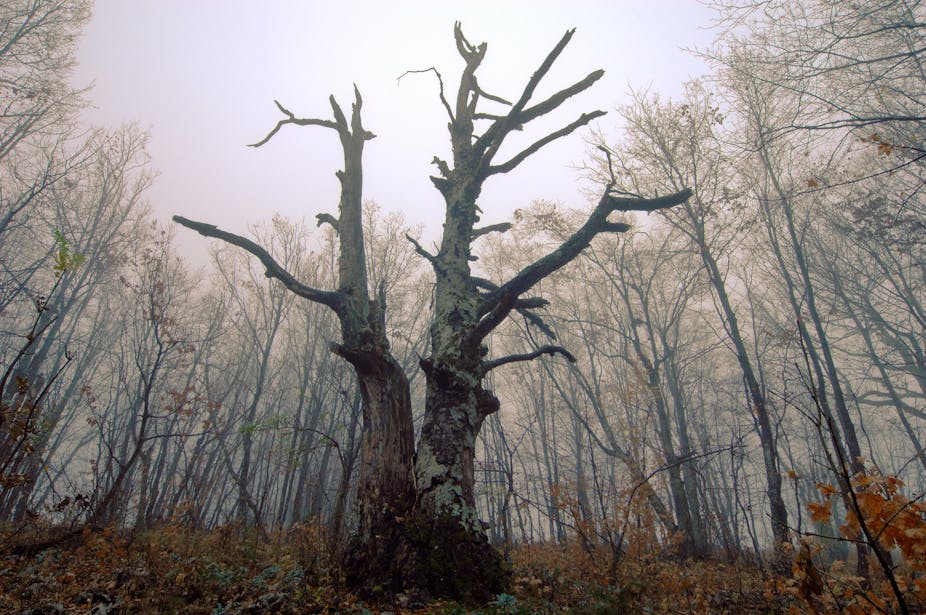 a dead tree in a forest