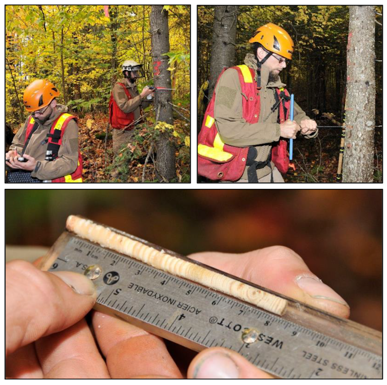 Scientists in hard hats measure trees.