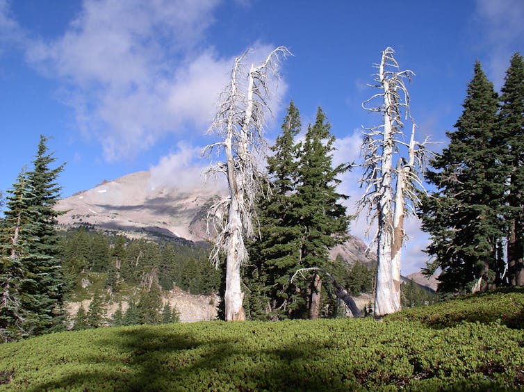 Dead pine tree, mountain in background.