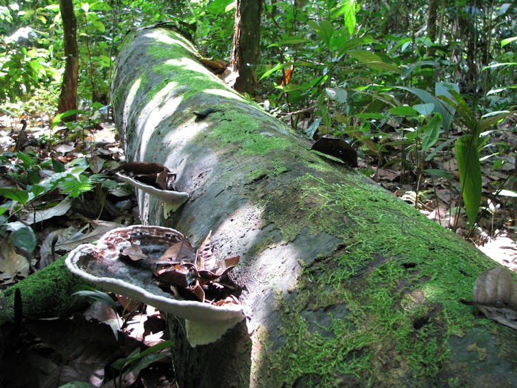 Dead tree trunk on forest floor, large fungi growing on one side.