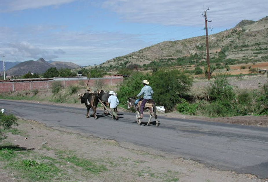 Men on horseback with oxen walk on a country road