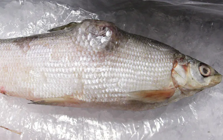 A fish with a lump on its back.