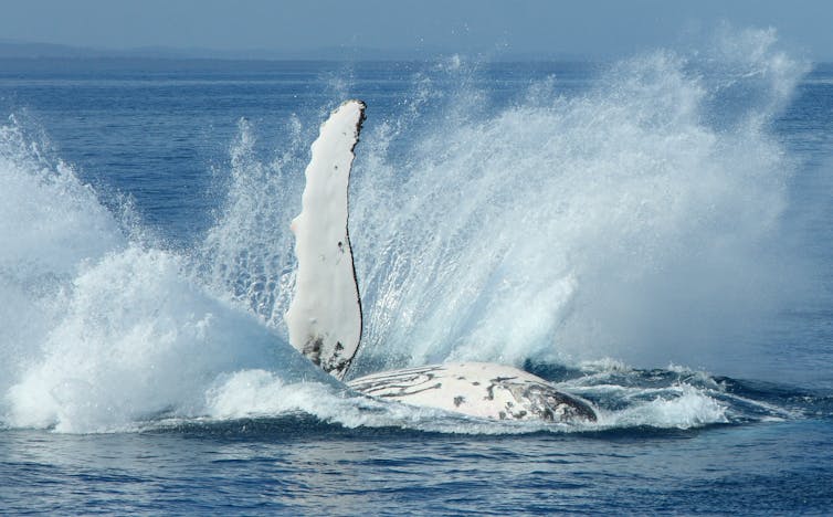 A humpback whale slaps its pectoral flipper and splashes the water