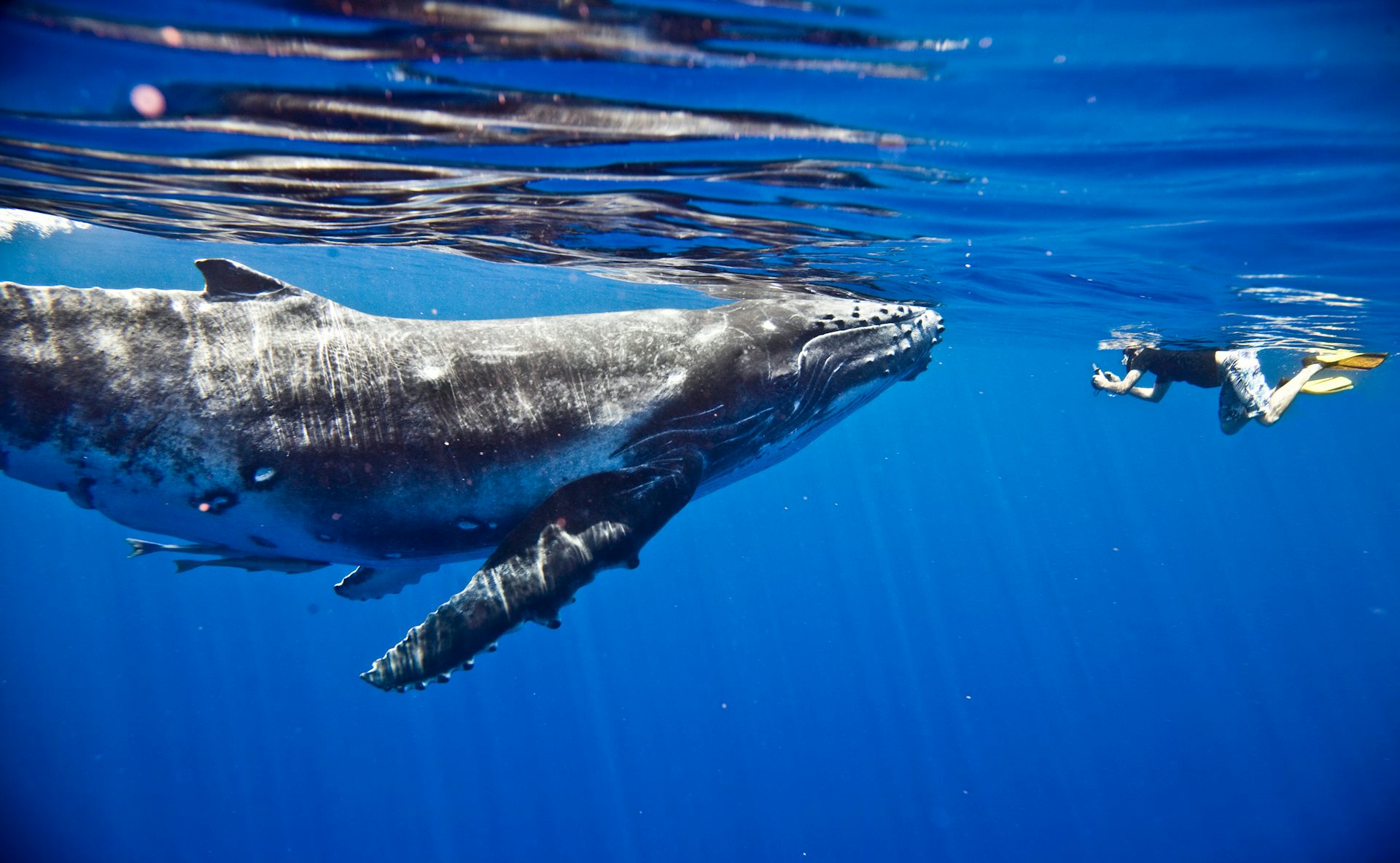 Swimming With Whales: You Must Know The Risks And When It’s Best To ...